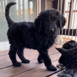 Red - Black Goldendoodle puppy in Spokane, Washington from A1Doodles