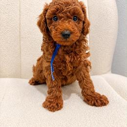 Dark Blue - Red  male Goldendoodle puppy in Cameron, South Carolina from The Farmer and The Doods