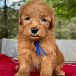Blue - Red  male Goldendoodle puppy in Hesperia, Michigan from Red Acres Poodles & Doodles