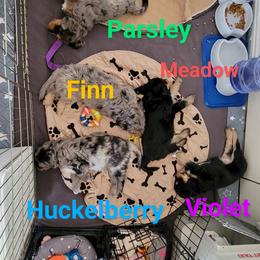 Australian Shepherd and Miniature Australian Shepherd Puppies from Cara Harker