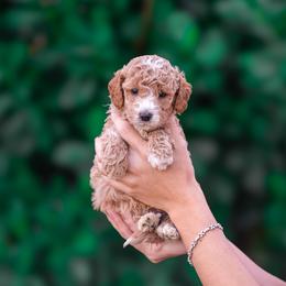 Toby - Apricot male Poodle puppy in Fort Myers, Florida from Blossom Paws