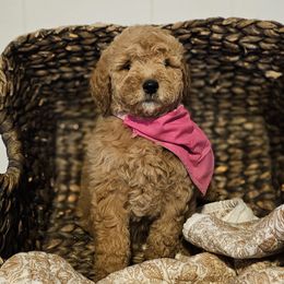 Savannah - Apricot female Goldendoodle puppy in Bonham, Texas from Happy Valley Puppies