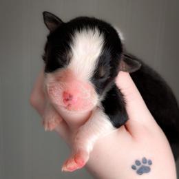 Clover - Black tri-color male Australian Shepherd puppy in Georgetown, Texas from River Reign Australian Shepherds