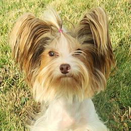 Yorkshire Terriers from Bitter Sweet Yorkies