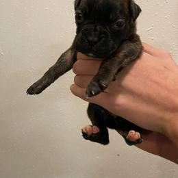 Aquarius - Brindle female Boxer puppy in Custer, South Dakota from Tracy's Boxers