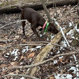 German Shorthaired Pointers from Freemans' GSP's