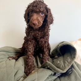 Kiara - Yellow Band Girl - Brown female Poodle puppy in Plainfield, New Jersey from Caris Paws Poodles and Labradoodles