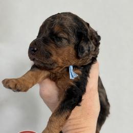 Navy - Merle male Goldendoodle puppy in Escalon, California from Miley&Co.