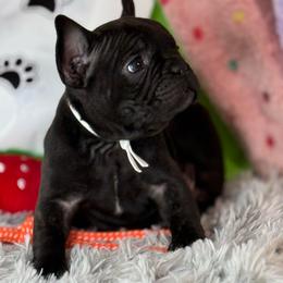 Pepper - Black male French Bulldog puppy in Waitts Lake, Washington from Best Friend standard Frenchies
