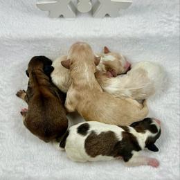 Aspen - Tri-color male Cavapoo puppy in Lancaster, Missouri from Cavapoo Acres