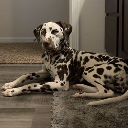 Dalmatians from Deshotel’s Dalmatians
