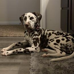 Dalmatians from Deshotel’s Dalmatians