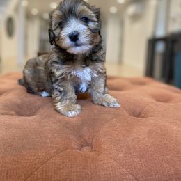 Goldendoodle and Havapoo Puppies from Lady Paws Puppies