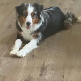 Stellar - Miniature Australian Shepherd