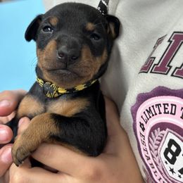Boy 1 - Manchester Terrier puppy from Tango Kennels