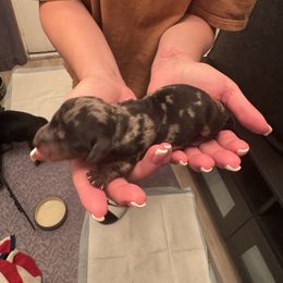 Boy 2 - Dapple male Dachshund puppy in Phoenix, Arizona from Jennifer's Guardian Doxies