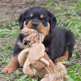 Rottweiler Puppies from Wildhaven Rottweilers