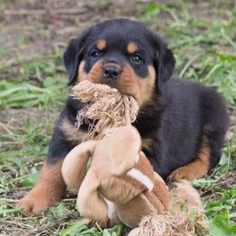 Rottweiler Puppies from Wildhaven Rottweilers
