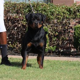 Honey - Rottweiler