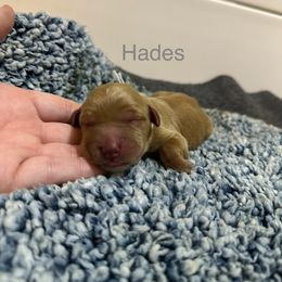 Hades - Dark golden male Golden Retriever puppy in Jacksonville, Florida from River City Goldens