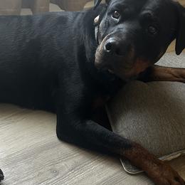 Dachshunds and Rottweilers from Chelsea Woolley