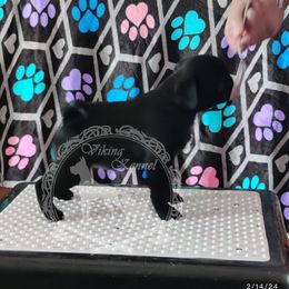 Gracie - Pug