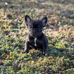 Bonnie - Black and tan female French Bulldog puppy in Wann, Oklahoma from OG’s Frenchies