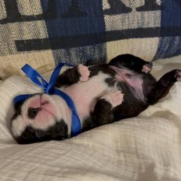 Boston Terrier Puppies from Lakeview Bostons