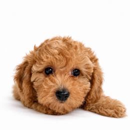 Marley-Toy F1bb - Red female Cavapoo puppy in Warrensburg, Missouri from Supreme Doodles