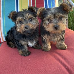 Yorkshire Terrier Puppies from Yorkies of Escondido