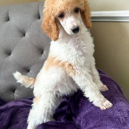 Confetti - Parti Poodle puppy in Swansboro, North Carolina from Monarch Standard Poodles