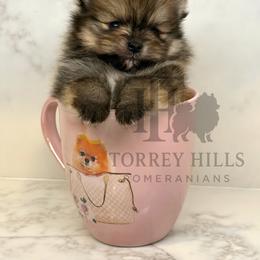 Clark - Orange sable male Pomeranian puppy in Redlands, California from Torrey Hills Poms
