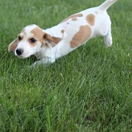 Boy 3 - Piebald male Dachshund puppy in Craig, Colorado from Rocky Mountain Shih Tzus and Dry Creek Miniature Dachshunds