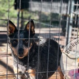 ⭐️ JITTERBUG ⭐️ - Australian Cattle Dog