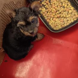 Rocky - Black and tan male Yorkshire Terrier puppy in Redford Township, Michigan from Childress Yorkies