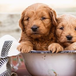 Cavapoos and Goldendoodles from BestieDoodles