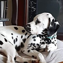 Dalmatians from Rock Valley Dals
