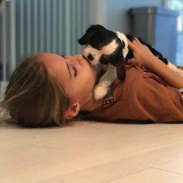 Cavalier King Charles Spaniel Puppies from Castle Rock Cavaliers