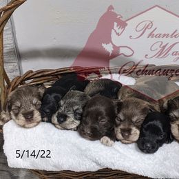 Miniature Schnauzer Puppies from Phantom Mage Schnauzers