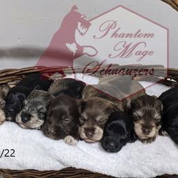 Miniature Schnauzer Puppies from Phantom Mage Schnauzers