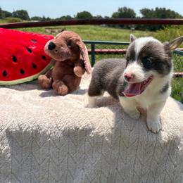 Apollo - Gray and white male American Corgi puppy in Decatur, Texas from Bar S Corgis