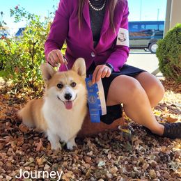 Pembroke Welsh Corgi Puppies from Cattal Corgis