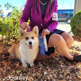 Pembroke Welsh Corgi Puppies from Cattal Corgis
