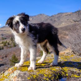 Border Collie Puppies from Bond Border Collies