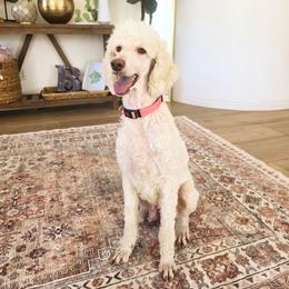 Ella - Poodle
