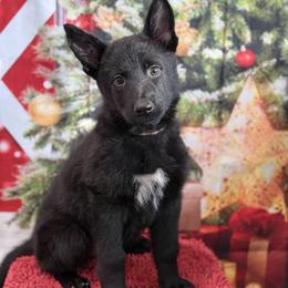 MJ - Black female German Shepherd puppy in Inverness Highlands South, Florida from Von der Tetiaroa German Shepherd dogs