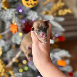 Simon - Apricot male Maltipoo puppy in West Jordan, Utah from Gem Puppies of Utah
