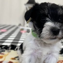 Miniature Schnauzers from Terri's Miniature Schnauzers