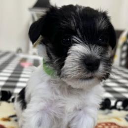 Miniature Schnauzers from Terri's Miniature Schnauzers