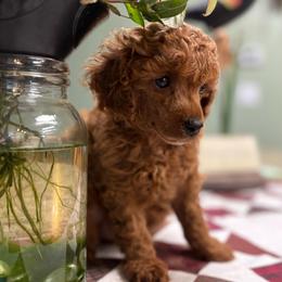 Quip - Apricot male Poodle puppy in Creston, Iowa from G–/ Kennel